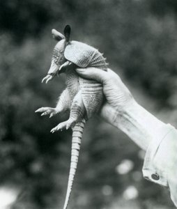 Ein junger Neunbinden-Gürteltier, gehalten in der Hand eines Pflegers, Londoner Zoo, August 1926 von Frederick William Bond