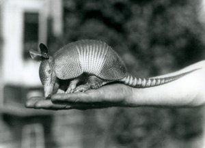 Ein junger Neunbinden-Gürteltier, der auf der offenen Handfläche eines Pflegers ruht, Londoner Zoo, August 1926