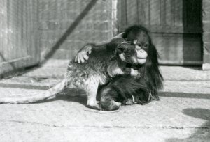 Ein junger Orang-Utan umarmt ein Baumkänguru im London Zoo im Jahr 1927 (s/w Foto)