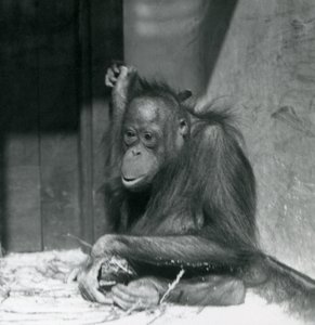 Ein junger Orang-Utan, der in seinem Gehege sitzt, Londoner Zoo, Oktober 1925