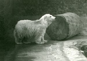 Ein junger Eisbär im London Zoo, November 1924