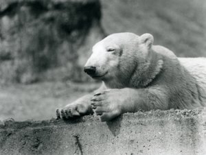 Ein junger Eisbär ruht auf einem Betonsims im Londoner Zoo, 1927 von Frederick William Bond
