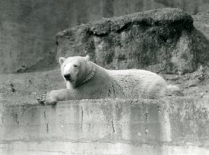 Ein junger Eisbär, ruhend auf einem felsigen Vorsprung in seinem Gehege im Londoner Zoo im Jahr 1927 von Frederick William Bond