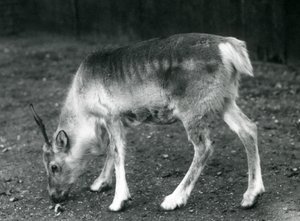 Ein junges Rentier im Londoner Zoo, 1925