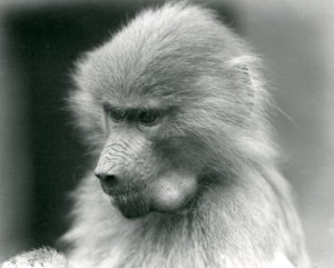 Ein junger heiliger Pavian mit vollen Backentaschen, London Zoo, 1925