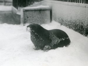 Ein junger Walross im Schnee, London Zoo, Februar 1924 von Frederick William Bond