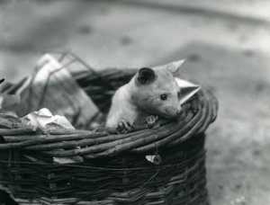 Ein junger Albino-Opossum schaut aus einem Korb im Londoner Zoo, Oktober 1920 von Frederick William Bond