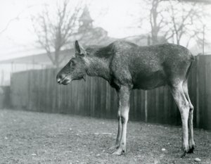 Ein junger Elchbulle mit Wunden von kürzlich abgeworfenen Geweihen steht in seinem Gehege im Londoner Zoo