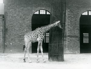 Eine junge weibliche Giraffe, die vor einem Baum im Gehege vor dem Giraffenhaus steht, Londoner Zoo von Frederick William Bond