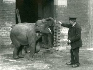 Ein junger weiblicher indischer Elefant mit Wärter H. Robertson, London Zoo, 22. Februar 1922 von Frederick William Bond