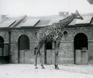 Ein junger männlicher Giraffe steht in seinem Gehege vor dem Giraffenhaus, London Zoo von Frederick William Bond