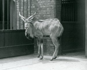 Ein junger männlicher Großer Kudu in seinem Gehege im Londoner Zoo 1929