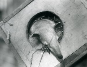 Ein junger Tamandua, der aus seiner Nistbox schaut, Londoner Zoo, April 1925 von Frederick William Bond