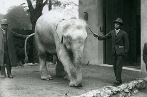 Albino-Weißer Burmesischer Elefant Pawah mit Begleitern einschließlich Dr. Saw Po Min, Londoner Zoo, Mai 1926 von Frederick William Bond
