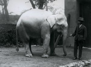 Albino-Weißer Elefant Pawah mit Dr. Saw Po Min, London Zoo, Mai 1926 von Frederick William Bond