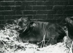 Ein Afrikanisches Büffelkalb, geboren in der Menagerie am 8. Februar 1927, liegend im Stroh, Londoner Zoo, Februar 1927 von Frederick William Bond