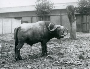 Ein Afrikanischer Büffel im Londoner Zoo, 1927