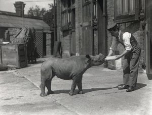 Ein afrikanisches Nashorn, Kathlene, und Wärter Harry Warryck im ZSL London Zoo, September 1928