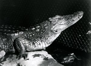 Ein Amerikanischer Alligator im Londoner Zoo im September 1924