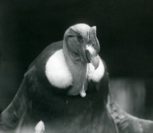 Ein Andenkondor im Londoner Zoo im Jahr 1926 von Frederick William Bond