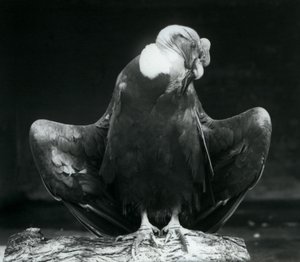 Ein Andenkondor ruht auf einem Baumstamm, London Zoo, 1925 von Frederick William Bond
