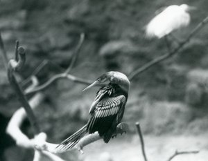 Ein Anhinga-Amerikanischer Schlangenhalsvogel sitzt auf einem Ast im Londoner Zoo im September 1927 von Frederick William Bond