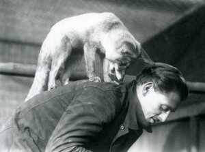 Ein Arabischer Rotfuchs schaut über die Schulter des Pflegers F. Shelley, während er auf seinem Rücken steht, London Zoo, 1925 von Frederick William Bond