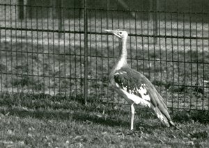 Eine Arabische Trappe in ihrem Gehege im Londoner Zoo, 1924