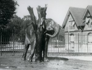 Ein asiatischer Elefant, der sich hinter dem Ohr am Kratzpfosten kratzt, in seinem Gehege, Londoner Zoo von Frederick William Bond