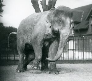 Ein asiatischer Elefant, der sich an einem toten Baum kratzt, Londoner Zoo