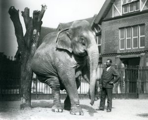 Ein asiatischer Elefant, der sich an einem toten Baum kratzt, während er auf drei Beinen balanciert, mit seinem Trainer Syed Ali, der zusieht, Londoner Zoo von Frederick William Bond