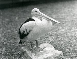 Ein australischer Pelikan auf einem Stein im Londoner Zoo, 1929 (s/w Foto) von Frederick William Bond