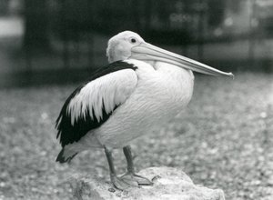 Ein australischer Pelikan auf einem Stein im Londoner Zoo, 1929 (s/w Foto) von Frederick William Bond