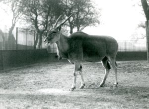 Ein Elenantilope in ihrem Gehege im Londoner Zoo im Juni 1925 von Frederick William Bond