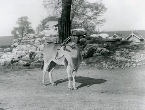 Ein Elenantilopen im Gehege im Londoner Zoo 1929 von Frederick William Bond