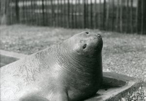 Ein Elefantenrobbe ruht in ihrem Becken im Londoner Zoo im Jahr 1930 von Frederick William Bond