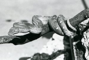 Ein Smaragdbaumboa, dessen Körper sich um einen Ast windet, London Zoo, Oktober 1928