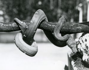 Ein Smaragdbaumboa, dessen Körper sich um einen horizontalen Ast windet, nach unten blickend, London Zoo, Oktober 1928