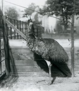Ein Emu im Londoner Zoo, September 1927 von Frederick William Bond