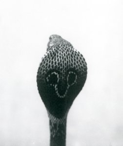 Eine indische Brillenschlange mit erhobenem Kopf und gespreizter Haube, London Zoo, Oktober 1925