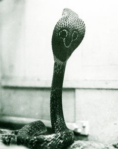 Eine indische Brillenschlange mit erhobenem Kopf und gespreizter Haube, Londoner Zoo, Oktober 1925