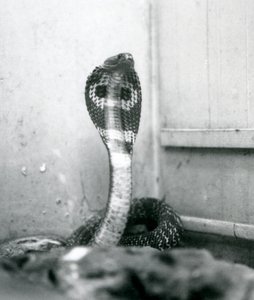 Eine indische Brillenschlange mit erhobenem Kopf und gespreizter Haube, Londoner Zoo, Oktober 1925