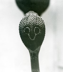 Eine indische Brillenschlange mit erhobenem Kopf und gespreizter Haube, Londoner Zoo, Oktober 1925