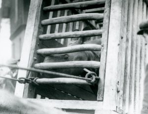 Ein indisches Nashorn schaut aus seiner Holzkiste bei der Ankunft im Londoner Zoo, 1924 von Frederick William Bond