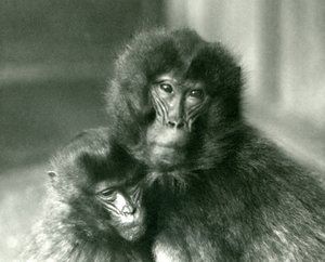 Ein erwachsener und ein junger Dschelada im London Zoo, Januar 1925