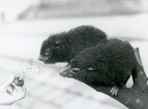 Ein erwachsener und ein junger Westlicher Baumhyrax sitzen auf einem Ast und beugen sich zu einer Karottenspitze, die ihnen zum Fressen hingehalten wird, London Zoo von Frederick William Bond