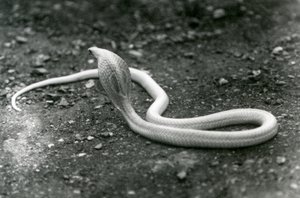 Eine Albino-Indische Brillenschlange mit erhobenem Kopf und gespreizter Haube, Londoner Zoo, September 1924