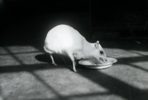 Ein Albino-Hirschferkel frisst aus einer Schale, Londoner Zoo, Dezember 1926 von Frederick William Bond