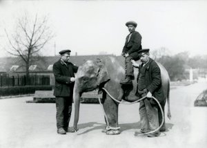 Ein indisches Babyelefant mit den Wärtern A. Church und H. Robertson im Londoner Zoo, Juni 1922 von Frederick William Bond
