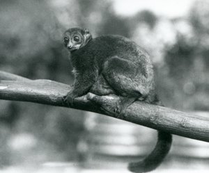 Ein gefährdeter Coquerel-Riesenkleinstreifenkäfer/Coquerel-Zwerglemur/Südlicher Riesenkleinstreifenkäfer, ruht auf einem Ast im Londoner Zoo, Oktober 1929 (s/w Foto)